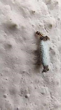Plaster bagworm Caterpillar 🐛