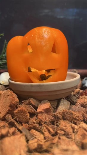 3.1K views · 49 reactions | It’s creepy-crawly time y’all! Happy Halloween  #zoo #halloween #springfieldmo #lovespringfield : Keeper KyAnne | Dickerson Park Zoo | Facebook