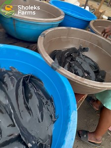 50 reactions · 112 shares | Current Catfish Price in the market | Sholeks Farms | Facebook