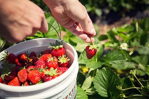 Thieves Keep Stealing Entire Fields' Worth of Strawberries