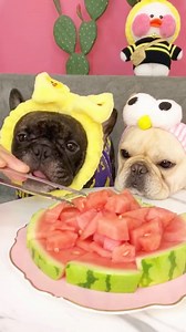 636K views · 5.8K reactions |  Do you love French Bulldog and Puppies? Join: https://frenchbulldogtexas.com/contact-us/ | Texas French Bulldogs | Facebook