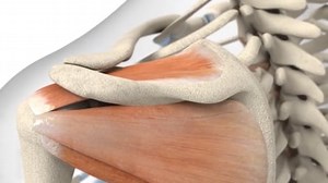 9 Best Scapular Exercises to Perform for Shoulder Impingement (and 4 Alternates) | Medbridge