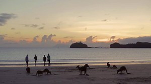 Did you say you saw a wallaby jumping around at the beach? Casuarina Beach, Cape Hillsborough National Park, The Mackay Region #meetmackayregion Queensland National Parks Cape Hillsborough Nature Resort Visit Queensland, Australia Visit Mackay, Queensland, Australia Australia.com | Visit Mackay Isaac, Queensland, Australia