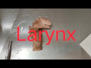 #larynx #dissection#laryngeal cartilages