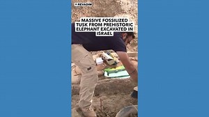 Archaeologists excavate massive tusk fossil belonging to ancient elephant