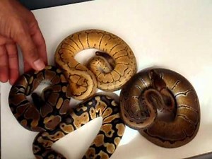Lemon Blast ball python morph