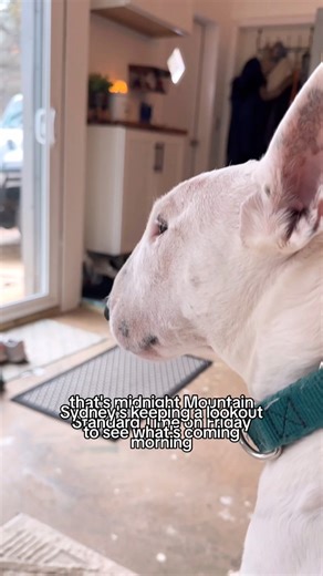 So cute!!! Sydney (our bull terrier rescue dog) is overseeing deliveries and making sure everything falls into place over the next week! #BlackFridaySavings #BlackFridaySale2023 #bullterrier | Mature Wellness Made Simple