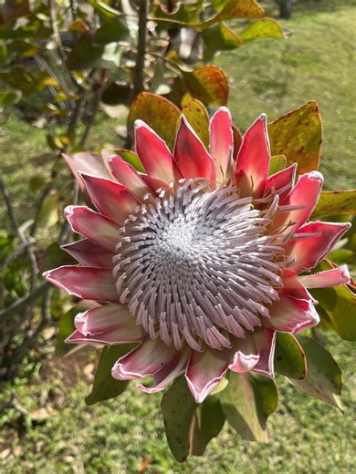 9.5K views · 510 reactions | Protea Cynaroides - Ilha Madeira - Portugal #protea #ilhamadeira #natureza #flores | Pássaros, insetos, árvores, e flores | Facebook