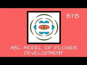 ABC Model of Flower Development
