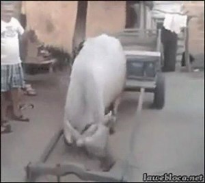 1.5K views · 45 reactions | "The Self Motivated Employee of The Year" Award goes to  | Corporate Comic Drama CCD | Facebook