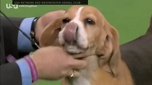 Beagle Named Miss P Wins at Westminster