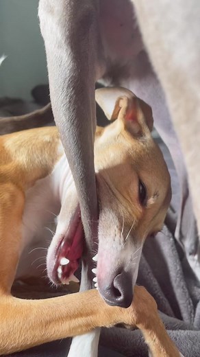 luigi & bellini on TikTok