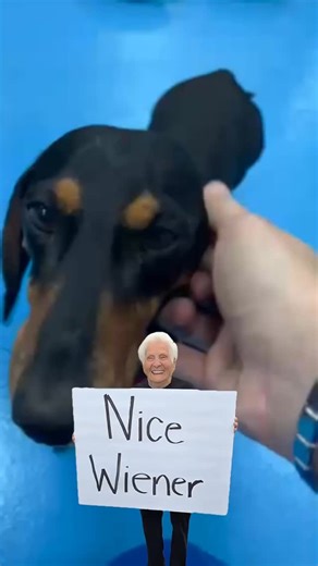 The cutest little sausage dog you will see today #sausagedog #dogs | No More Kennels Luxury Dog Hotel, Doggy Daycare Resort & Spa | Facebook