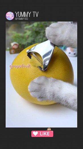 chef Meow grapefruit candy 😍 | Yummy TV