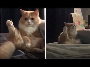 Adorable kitty is definitely a true yoga master
