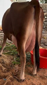 Balwinder Singh dariy farming | Balwinder Singh dariy farming