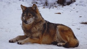 雪中的灰狼在森林中寻找食物，以慢动作捕捉，突显厚厚的毛皮，谨慎和自然的荒野。从空中和地面的角度展示食肉动物活动和寒冷环境中的野生动物。仅限编辑使用。2026年1月。 库存影片视频（100% 免版税）3979888181 | Shutterstock