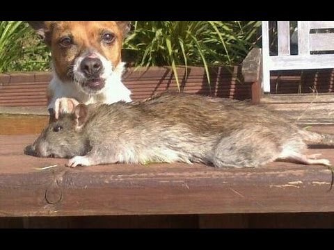 Rise of the Super Rats