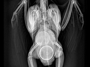 33 reactions · 8 comments | Egg binding is unfortunately a very...