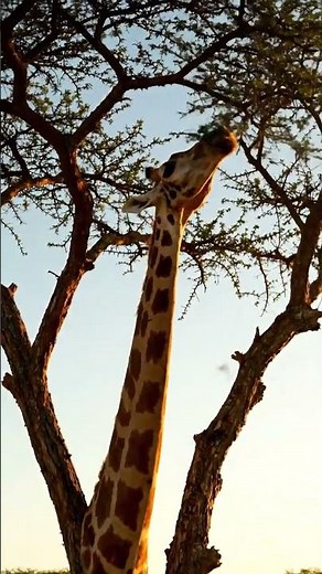 Giraffe Reaches for the Tallest Tree | Wild Chronicles#amazonrainforest #wildliferescue#junglelife