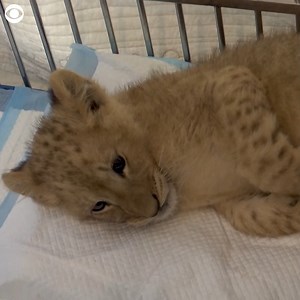 1.5K views | CUB RESCUE: An animal charity is caring for a four-month-old lion cub after it was seized by police in Beirut, Lebanon, recently. The baby's owner had reported it lost or stolen earlier that week, but a social media post showed the man pulling a chained cub and forced authorities to act. The Animals Lebanon director said the animal may have been trafficked from Syria and will remain in their care until they secure a sanctuary for it. | CBS Newspath | Facebook