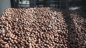 Hhazelnut Kernel Shell Separating Machine Can 库存影片视频（100% 免版税）1103049255 | Shutterstock