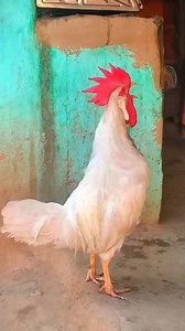 Adorable My Rooster Crowing Sounds | Amazing Rooster Crowing Loudly | Buff Orpington Crowing - Golden Buff Orpington Rooster Crowing - Buff Orpington Rooster Crowing Crowing is a type of singing vocalization produced by chickens. It is believed to be associated with demonstration of territory of power to other males and to attract the attention of females. Although both sexes have the ability to crow, it's typically more common in male chickens (roosters) since the desire to crow is fueled by th