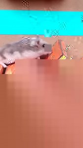 1.5K views · 29 reactions | Ep. 1 - Amazing DnD Hamster Maze by Homura Ham! Hamsters play a board game at home in which they search for the artifact "Dragon's Horn". This obstacle course and all the traps are made of cardboard, paper and other soft materials. #DnD #DungeonsAndDragons #Hamster #HomuraHam #Hamsters #FunnyHamsters #CuteHamsters #Pets #Animals #HamsterMaze #HamsterCourse Music: epidemicsound.com | Homura Ham | Facebook