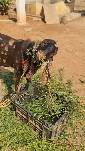 Have you ever seen a spotted goat? Believe that's a special breed. But more importantly has a goat ever tried to kiss you? 🤣🤣I think that goat climbed the fence only to try and give me muttaaash 🤣🤣 When we were children that was what we called it... Brough a wide smile to my face the way both the goats climbed on the fence and curiously pursued their interaction. But that attempt to kiss me at the end though 🤣🤣 #KeepYourLifeSunnySideUp #கம்பம்diaries | Anu Hasan