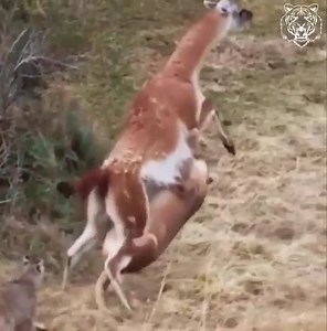 5.6K views · 49 reactions | Puma Takes on Guanaco Three times Her Weight! | Big Animal TV | Facebook