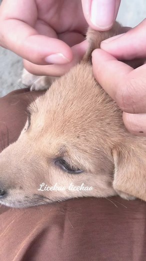 Puppy Senses Lice – Caring Moment Between Characters