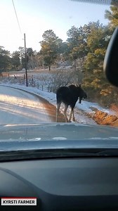 89K views · 268 reactions | This moose is giving a vehicle a car wash. | The National Desk - TND | Facebook