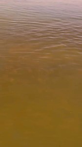BCBL'S Erick, Roy & Gabino scored big on Black Drum and Reds 🐟🎣… while one of the guys stayed behind after sampling to many South Padre Island beverages 😅. Shoutout to Capt. Andy Davila Jr. for an awesome trip! 🍻😂 | Boca Chica Beach Legends