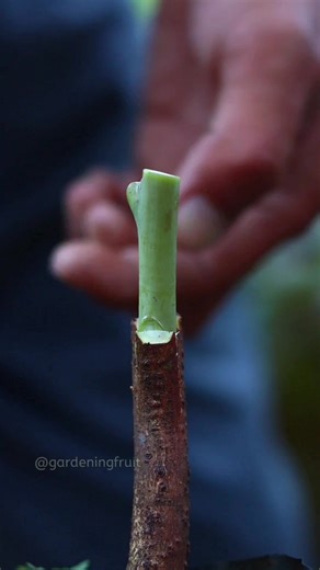 No-Nonsense Guide to Mango Grafting for Beginners: Step-by-Step Success Without the Fluff #fblifestyle #diygarden | GardeningFruit