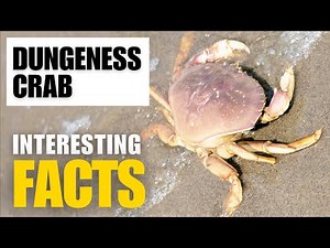 What Are the Most Interesting Facts About Dungeness crab ? | Interesting Facts | The Beast World