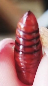 Development of pupa/ Head Hawk Moth
