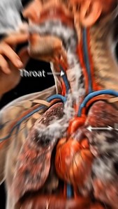 159K views · 1K reactions | What happens when you smoke  cigarette in human body #smoking #reels #fyp #sciencehealth | Daily health | Facebook