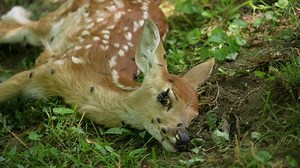 Medium Long Shot View Dead Baby Stock Footage Video (100% Royalty-free) 1091527593 | Shutterstock