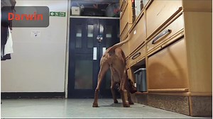 Detailed sniffing in scent detection  The silver scentwork course...