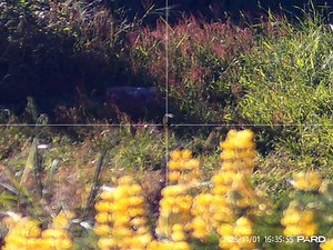 PARD night stalker mini | Deadeye Dicks Shooting Supplies