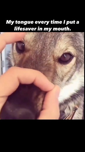 The hole truth. Snoot challenge video by annekasvenskaofficial #lifesavers #allthecandy #sweettreats #hardcandy #snootchallenge | The Dad Briefs