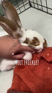 2.7K views · 53 reactions | Freckle is looking for a forever home! | Toronto Humane Society | Facebook