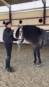 11K views · 4.2K reactions | Un poquito de nuestro trabajo con Heno! 懶 . . #caballos#horses#caballosespañoles#horsesofinstagram#murcia#españa | Jose Manuel Martinez Luna | Facebook