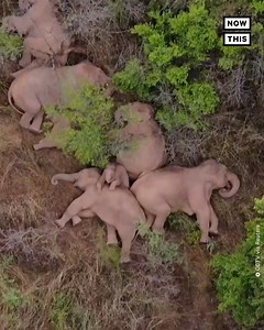 Shhhh, the elephants are sleeping. This herd of wild Asian elephants was spotted taking a group nap as they migrated across southwest China. Scientists have been tracking them for hundreds of miles as a recent population boom resulted in the animals expanding their territory 🐘 | NowThis