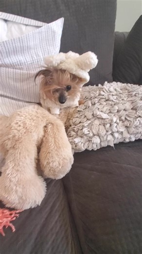 150K views · 4.8K reactions | Classic Eddie Saturday. Eddie hated this hood #eddie #legend #savealife #adopted | Eddie on Wheels | Facebook