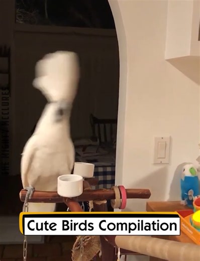 2K views · 66 reactions | Cute Birds Compilation | The Mighty McClures | Facebook