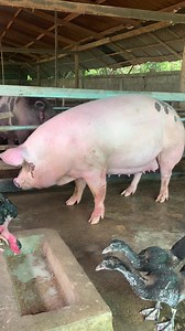 3.7K views · 45 reactions | Super pig breed #pig #farm #pigfarming #farming #awesome #amazing #pigvideos #super #superpigfarm #breed #superpigbreed #pigfarmingforbeginner #technologypigfarming #f4f #facebook #facebooker #reels #reelsfb | Pig Videos | Facebook