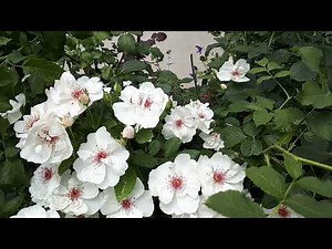 РОЗА Jacqueline du Pre (Жаклин дю Прэ) 🌸🌸🌸 ЛУЧШИЕ СОЧИТАНИЯ 😍💙🌹🌹🌹.