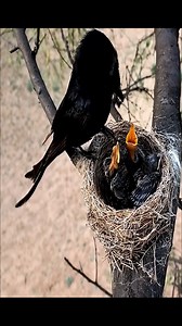 Mother Black Drongo Feeding Her Hungry babies | Brid Feed