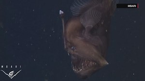 Elusive Black Seadevil gets close up